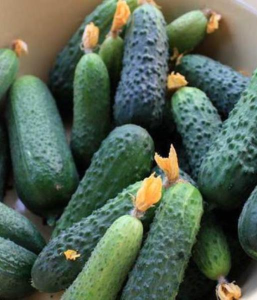 cucumbers which varieties are better