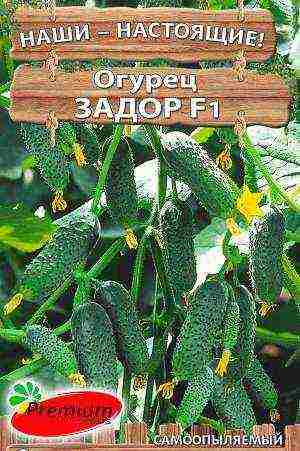 cucumber seeds best varieties