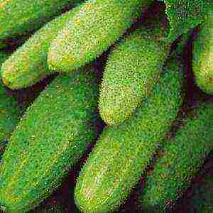 cucumber seeds best varieties