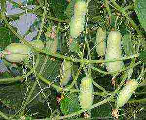 cucumber seeds best varieties