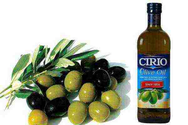 olive oil best varieties