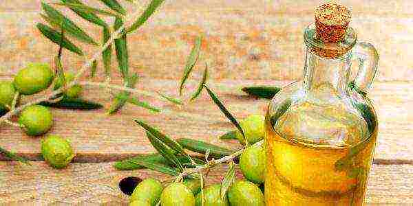 olive oil best varieties