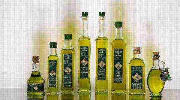 olive oil best varieties