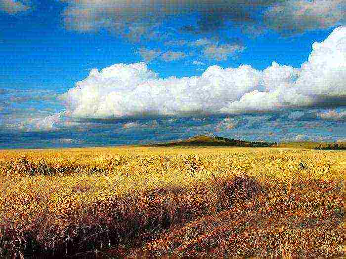 the main crop grown in northern Kazakhstan