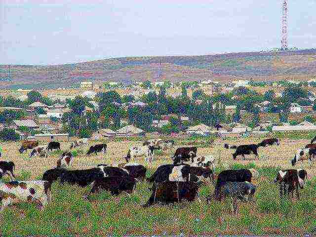 the main crop grown in northern Kazakhstan