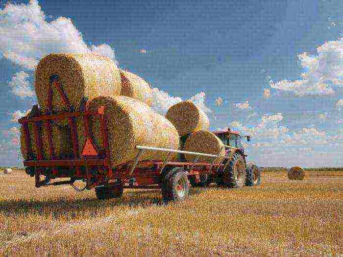 the main crop grown in northern Kazakhstan