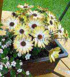 osteospermum planting and care in the open field in the winter