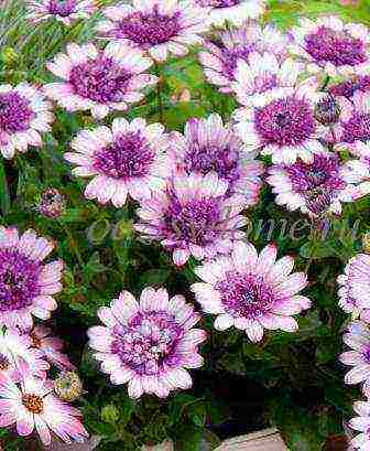 osteospermum planting and care in the open field in the winter