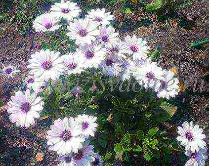 osteospermum planting and care in the open field in the winter