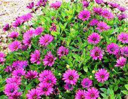 osteospermum planting and care in the open field in the winter