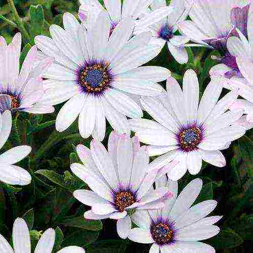 osteospermum planting and care in the open field in the winter