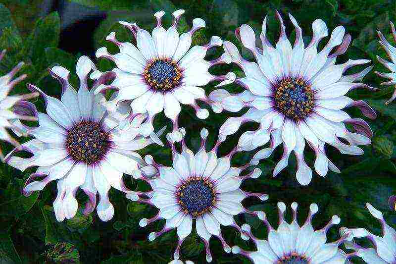 osteospermum planting and care in the open field in the winter