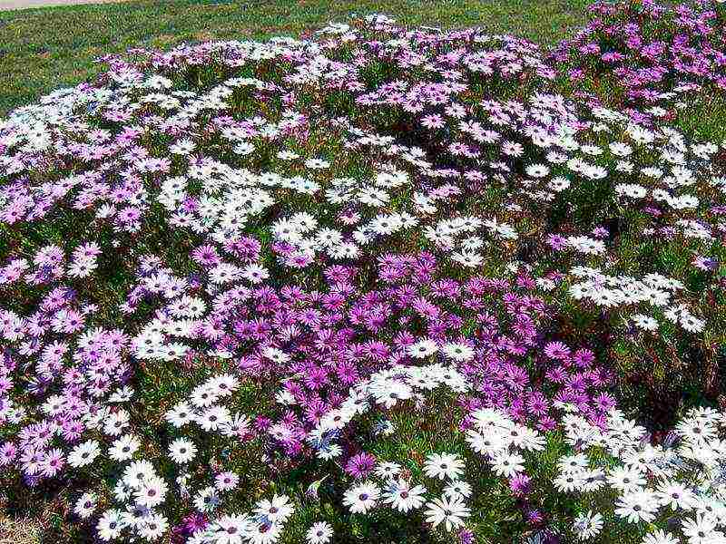 osteospermum planting and care in the open field in the winter