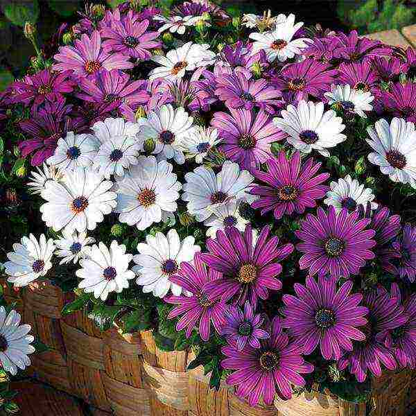 osteospermum planting and care in the open field in the winter