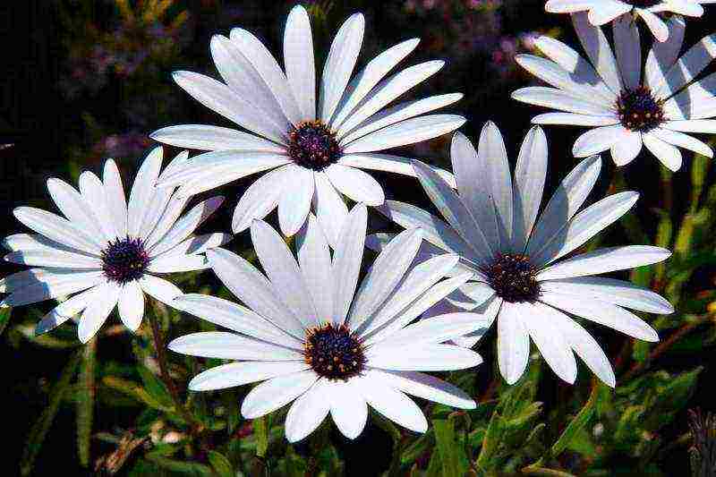 osteospermum planting and care in the open field in the winter