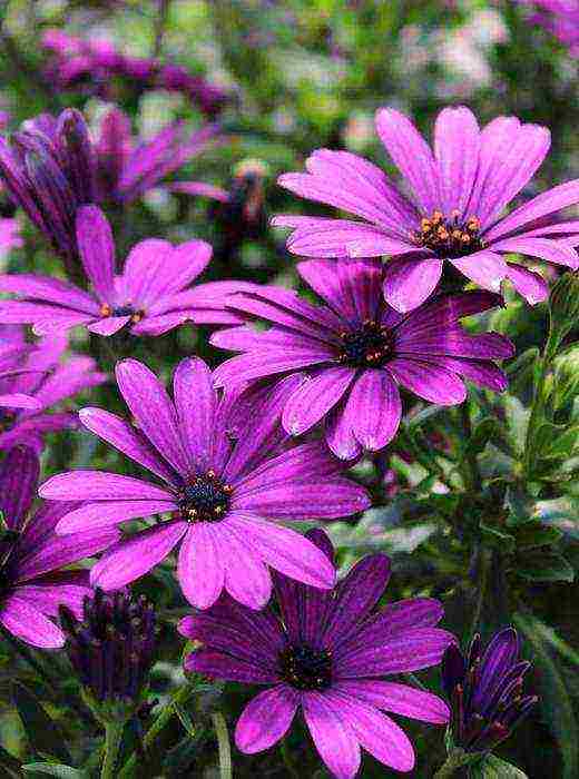 osteospermum planting and care in the open field in the winter