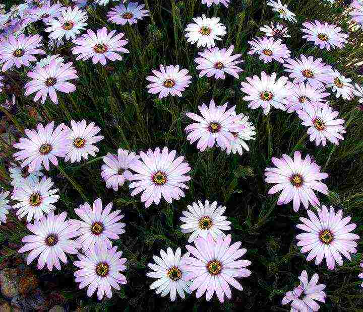 osteospermum planting and care in the open field in the winter