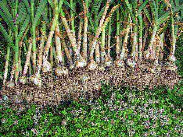 winter garlic planting and care in the open field in autumn