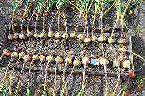 winter garlic planting and care in the open field in autumn