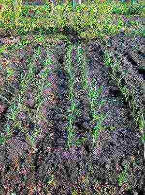 winter garlic planting and care in the open field in autumn