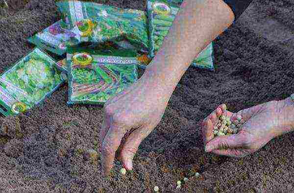 winter garlic planting and care in the open field in autumn