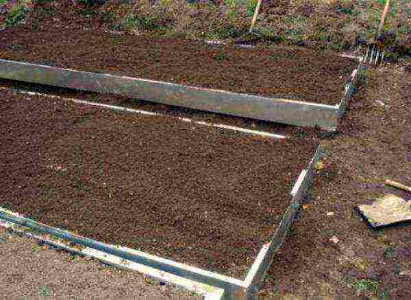 winter garlic planting and care in the open field in autumn