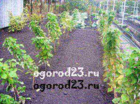 p ilskiy gulenin mikhail vasilievich grows raspberries