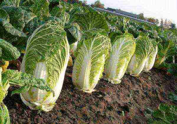 Chinese cabbage how to grow outdoors