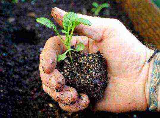 Chinese cabbage how to grow outdoors