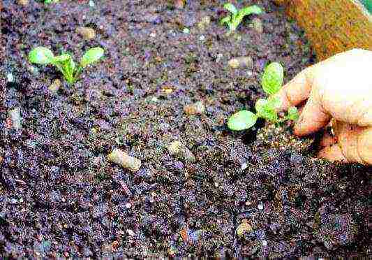 Chinese cabbage how to grow outdoors