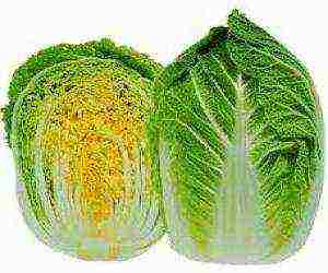 Chinese cabbage how to grow outdoors