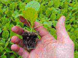 Chinese cabbage how to grow outdoors