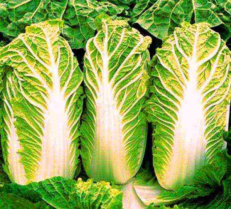 Chinese cabbage how to grow outdoors