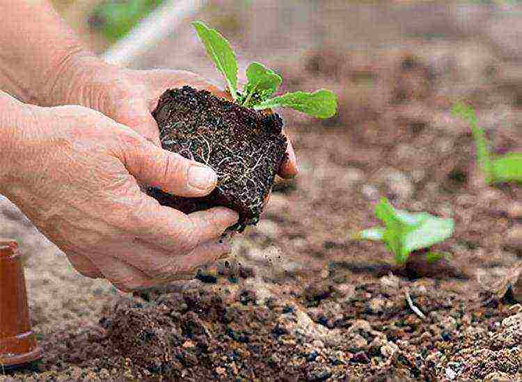 Chinese cabbage how to grow outdoors