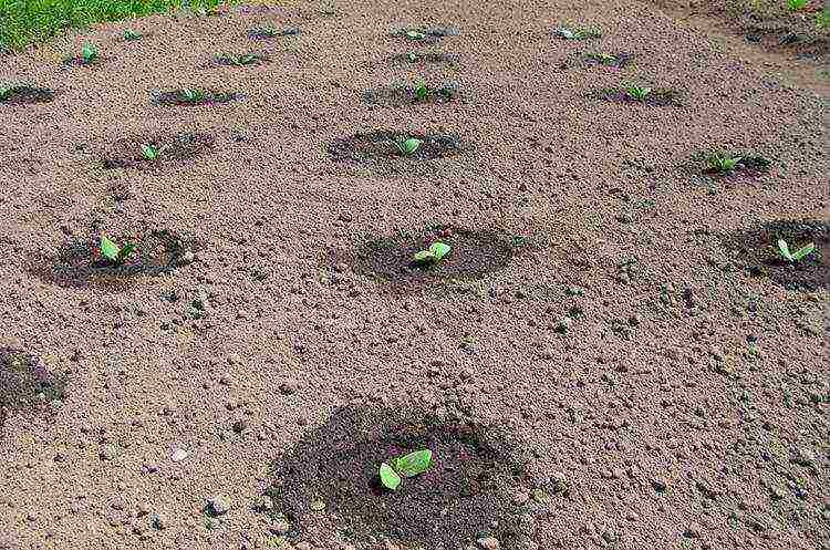 Chinese cabbage how to grow outdoors