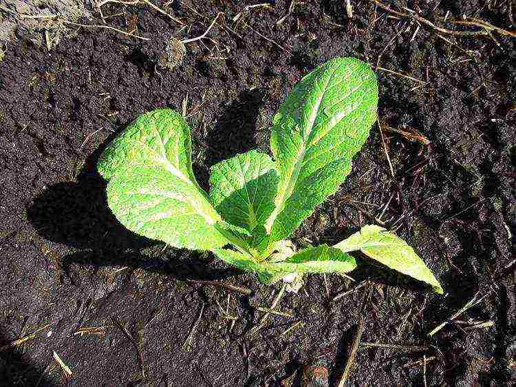 Chinese cabbage how to grow outdoors