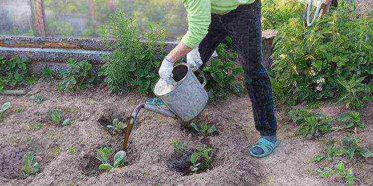 Chinese cabbage how to grow outdoors