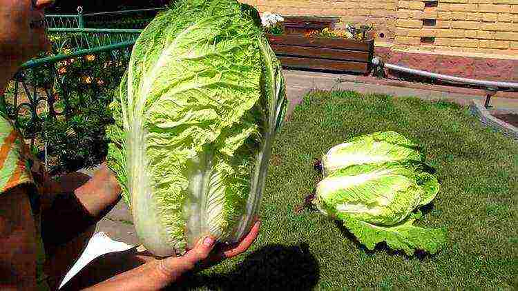 Chinese cabbage how to grow outdoors