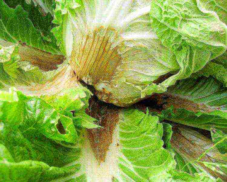 Chinese cabbage how to grow outdoors