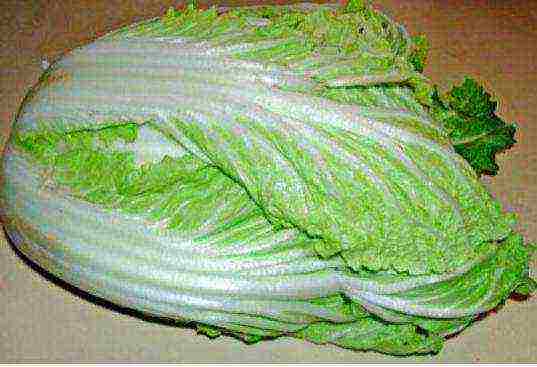 Chinese cabbage how to grow outdoors