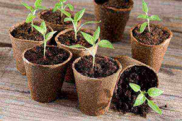 pepper bunny ears planting and care in the open field