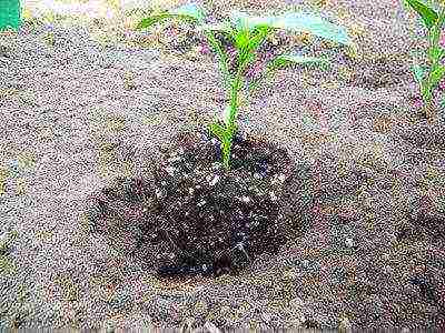 pepper bunny ears planting and care in the open field