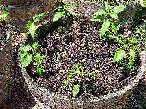 pepper bunny ears planting and care in the open field