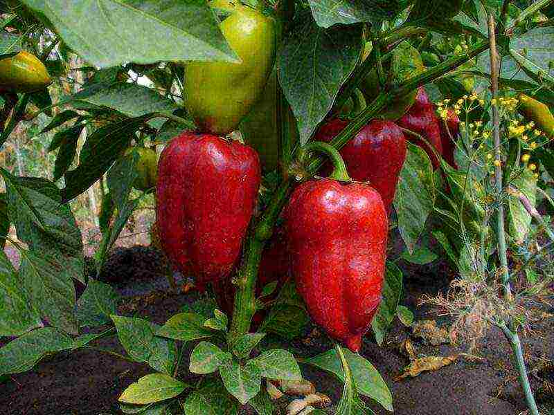 pepper bunny ears planting and care in the open field