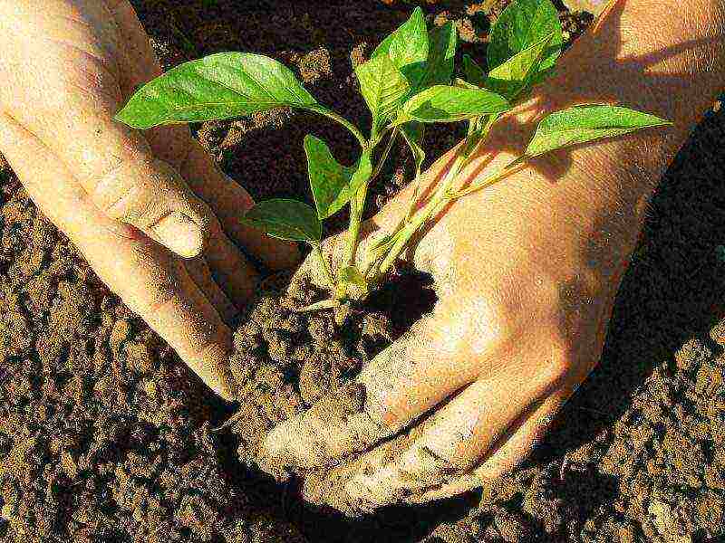 pepper bunny ears planting and care in the open field