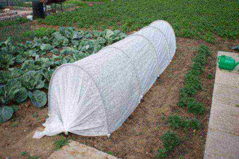 pepper bunny ears planting and care in the open field