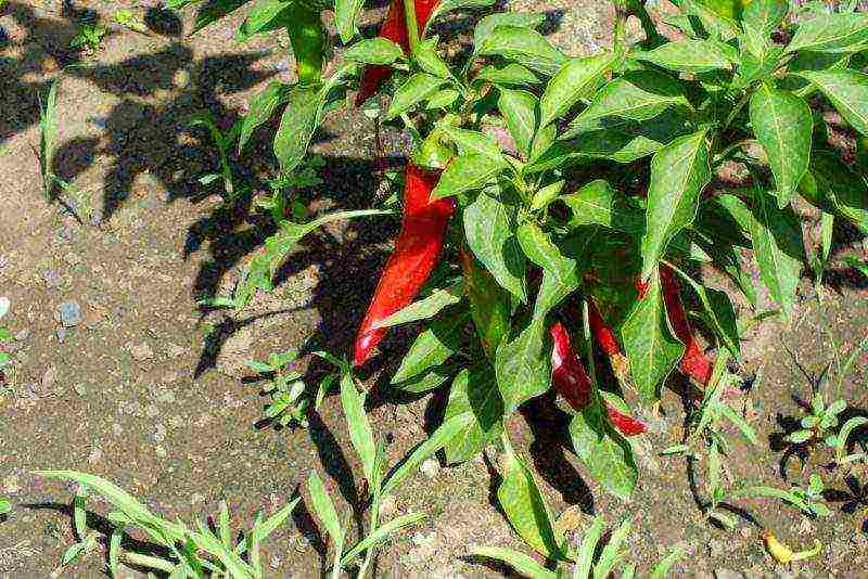 pepper bunny ears planting and care in the open field