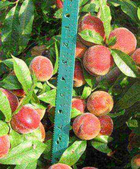 peach the best varieties of Ukraine