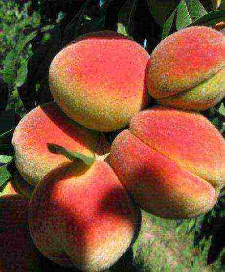 peach the best varieties of Ukraine