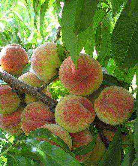 peach the best varieties of Ukraine